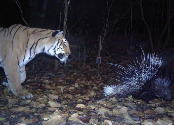 tiger census 2018, tiger census Guinness record