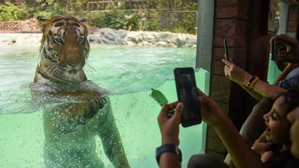 Tiger Mumbai Zoo
