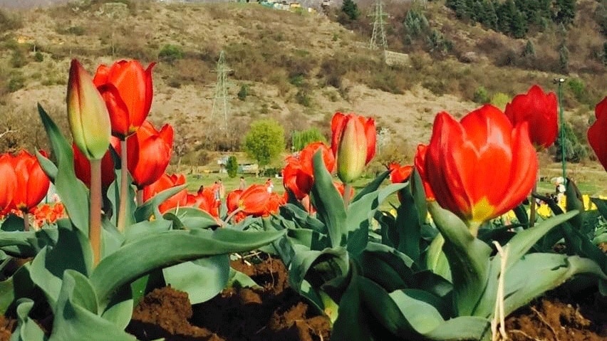 Tulip garden