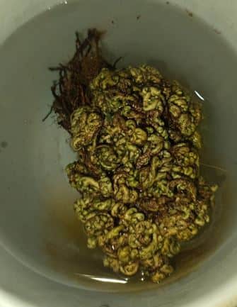Auspicious Dhanteras 2025, Sanjeevani Booti Plant, Grow Sanjeevani in Water, Selaginella Bryopteris Revival, Plant for Money Success, Dhanteras Plant Ideas, Resurrection Plant India, Mythical Herb Sanjeevani, Abundance Plant Ritual, How to Grow Sanjeevani